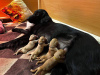 Photo №3. Flat coated retriever puppies. Estonia