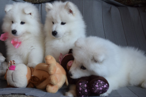 Photo №2 to announcement № 6421 for the sale of samoyed dog - buy in Russian Federation breeder