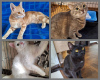 Photo №1. domestic cat - for sale in the city of Minsk | Is free | Announcement № 106400