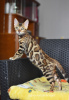 Photo №1. bengal cat - for sale in the city of Minsk | 366$ | Announcement № 23039