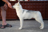 Photo №1. siberian husky - for sale in the city of Belgrade | negotiated | Announcement № 71646