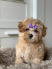 Additional photos: Maltipoo F1