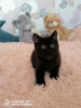 Photo №3. british kitten. Russian Federation