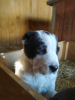 Photo №4. I will sell central asian shepherd dog in the city of Barnaul. breeder - price - negotiated