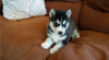Photo №1. siberian husky - for sale in the city of New York | negotiated | Announcement № 22342