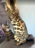 Additional photos: Bengal kittens for sale