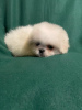 Photo №2 to announcement № 19328 for the sale of pekingese - buy in Russian Federation breeder