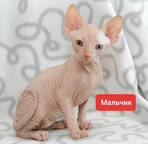 Photo №2 to announcement № 6477 for the sale of sphynx-katze - buy in Ukraine private announcement
