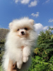 Photo №1. pomeranian - for sale in the city of Minsk | 226$ | Announcement № 64075