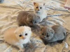 Photo №3. Purebred Scottish fold Kittens. France