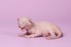 Photo №4. I will sell sphynx-katze in the city of Москва. from nursery - price - negotiated