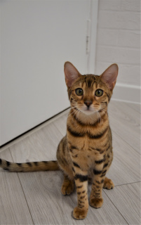 Photo №1. bengal cat - for sale in the city of Minsk | 236$ | Announcement № 4869