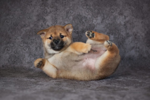 Photo №4. I will sell shiba inu in the city of Саратов. from nursery - price - 1670$