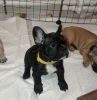 Photo №1. french bulldog - for sale in the city of Rostov-on-Don | 521$ | Announcement № 78694