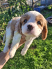 Photo №3. Ideal Cavalier King Charles Spaniel puppies.. Finland