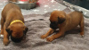 Additional photos: Boxer puppies for sale