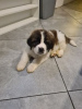 Photo №1. st. bernard - for sale in the city of Berlin | Is free | Announcement № 126724