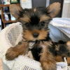 Photo №3. Buy your lovely beautiful Vaccinated Yorkshire Terrier puppies available now for. United States