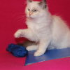 Photo №2 to announcement № 8191 for the sale of neva masquerade - buy in Russian Federation from nursery, breeder