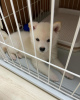 Photo №1. shiba inu - for sale in the city of Tallinn | negotiated | Announcement № 124643