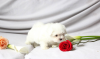 Photo №3. Beautiful Bichon Maltese puppy. Switzerland