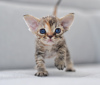 Photo №1. devon rex - for sale in the city of Vreden | 1585$ | Announcement № 44547