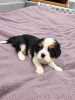 Additional photos: Ideal Cavalier King Charles Spaniel puppies.