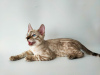 Photo №1. bengal cat - for sale in the city of Borispol | 1200$ | Announcement № 12164