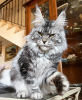 Photo №2 to announcement № 103866 for the sale of maine coon - buy in Germany 