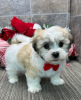 Photo №3. charming female coton de Tulear for sale. United States