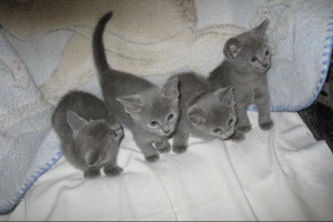 Photo №1. russian blue - for sale in the city of Moscow | 71$ | Announcement № 2166