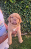 Photo №3. Dogue de Bordeaux puppies. Serbia