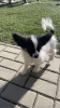 Photo №4. I will sell papillon dog in the city of Vienna. private announcement - price - Is free