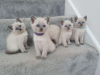 Photo №1. siamese cat - for sale in the city of Berlin | Is free | Announcement № 125387