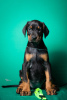 Additional photos: Doberman puppies