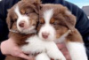 Photo №3. Australian Shepherd puppies for sale. Germany