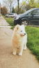 Photo №1. samoyed dog - for sale in the city of Москва | negotiated | Announcement № 19397