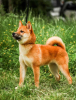 Photo №3. Shiba Inu puppies. Ukraine