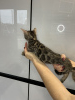 Photo №4. I will sell bengal cat in the city of Москва. breeder - price - 456$