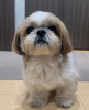 Photo №1. shih tzu - for sale in the city of Helsinki | 400$ | Announcement № 51133