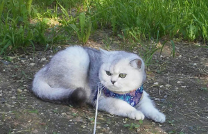 Photo №3. British kitty BRI ns 11. Russian Federation