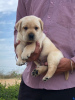 Photo №3. Loving and characterful Labrador puppies with papers.. Germany