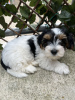 Photo №1. yorkshire terrier - for sale in the city of Flower Mound | 250$ | Announcement № 64319