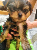 Additional photos: Baby-face Yorkie puppies are completely ready to go.