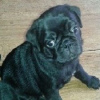 Photo №1. pug - for sale in the city of Калифорния Сити | 400$ | Announcement № 64242