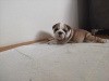 Photo №4. I will sell english bulldog in the city of Zrenjanin. breeder - price - negotiated