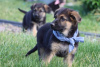 Photo №1. non-pedigree dogs - for sale in the city of Bremerhaven | negotiated | Announcement № 103576