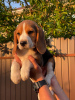 Additional photos: Adorable beagle puppy looking for his home and the most affectionate cuddles!