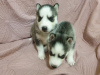 Photo №4. I will sell siberian husky in the city of Dnipro. private announcement - price - 110$