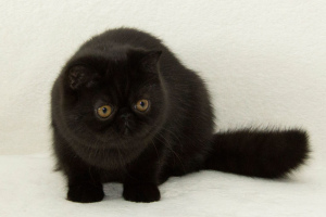 Photo №4. I will sell exotic shorthair in the city of Zaporizhia. from nursery - price - 1124$
